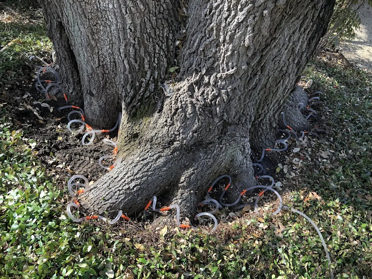 Detailed Tree Cabling and Bracing job site in Marble Hill